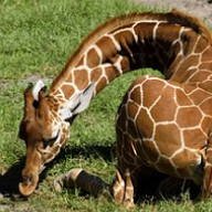 Allied Giraffe