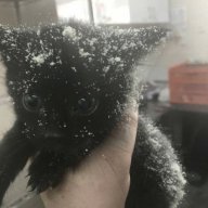 IceBraker